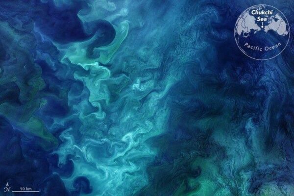 Satellitenaufnahme einer Phytoplanktonblüte in der Tschuktschensee. (Foto: NASA)