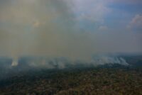 Eine Luftaufnahme zeigt ein von Bränden betroffenes Gebiet im Amazonas-Regenwald bei Autazes im Bundesstaat Amazonas, Nordbrasilien, am 15. Oktober 2026. (Foto: MICHAEL DANTAS / AFP)