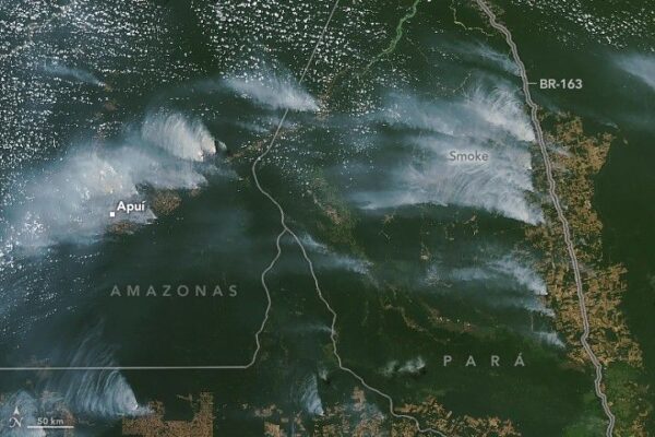 Satellitenaufnahme des brasilianischen Amazonasgebiets im August 2024. (Foto: NASA Earth Observatory)