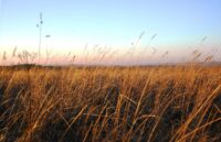 Gras in der Puszta. (Foto: Pixabay)