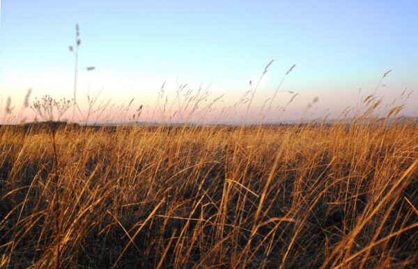 Gras in der Puszta. (Foto: Pixabay)