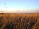 Gras in der Puszta. (Foto: Pixabay)