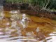 Ölschlieren in einem Fluss im Nigerdelta. (Foto: Vanguard)
