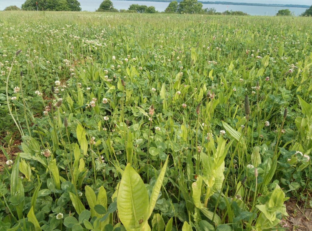 Pflanzenvielfalt stärkt die Produktivität von Grasländern im Klimawandel: Gräser bilden dichte Wurzelnetze, Hülsenfrüchtler liefern Stickstoff und tief wurzelnde Kräuter erschließen Wasser in tieferen Bodenschichten. Foto: R. Loges, CAU Kiel, via PIK)