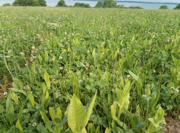 Pflanzenvielfalt stärkt die Produktivität von Grasländern im Klimawandel: Gräser bilden dichte Wurzelnetze, Hülsenfrüchtler liefern Stickstoff und tief wurzelnde Kräuter erschließen Wasser in tieferen Bodenschichten. Foto: R. Loges, CAU Kiel, via PIK)